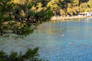 top view beach and tree background