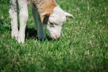 Naklejka na ściany i meble Little lamb on the pasture eats green grass