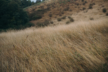 Close up dry grass field on the mountain