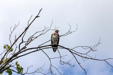 Young bald eagle, native American animal and American symbol 