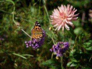 Painted Lady Butterfly 