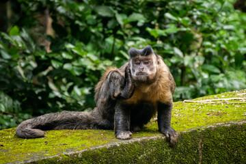 Capuchin Monkey scratching ear on green rainforest landscape