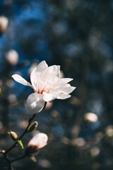 white magnolia flowers in the garden