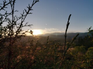 Spiderweb made in the middle of some pine trees