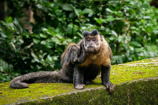 Capuchin Monkey scratching ear on green rainforest landscape
