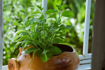 Green petunia bush in pig-shaped pot in sunlight