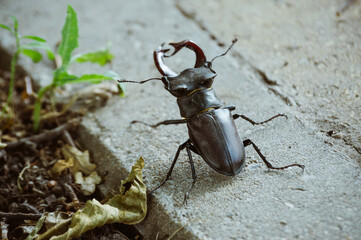 Large male stag beetle on sidewalk