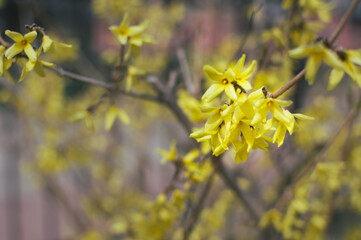 Flowering Forsythia shrub. Yellow small flowers
