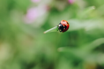 Nature background with grass and ladybug insect