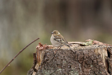 Small bird, birds in the forest. 