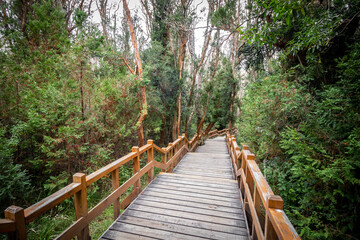 Stairs of the Arrayanes Forest promenade on Victoria Island, Villa La