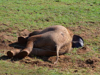 Cachorro de elefante tirado en el suelo verde, descansando en el zoo de Cabárceno, en Cantabria, España, verano de 2020