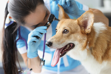 Doctor veterinarian examining ear of sick dog with otoscope in clinic - obrazy, fototapety, plakaty
