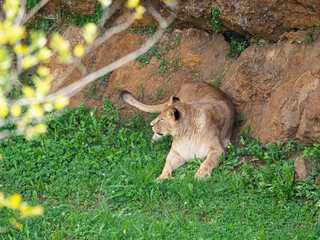 Leona echada en el suelo mirando de lado en el zoo de Cabárceno, en Cantabria, España, verano de 2020