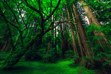 Muir Woods National Monument. Collection of trees in green forest