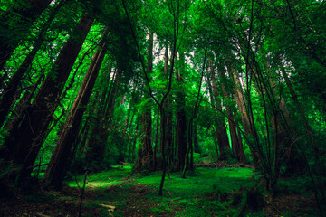 Fototapeta na wymiar Muir Woods National Monument. Collection of trees in green forest