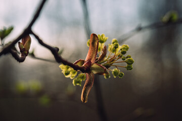 Closeup of flowering maple tree