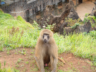 Retrato de un mono sentado con pelo de color marrón en Cabárceno pueblo de  Cantabria, en España, verano de 2020