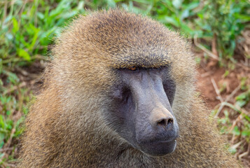 Retrato de simio marrón con abundante pelaje rizado , en en zoo de Cabárceno, España, verano de...