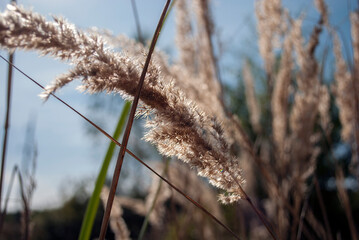 Fototapeta premium The branches of phragmites in the field at sunset. Autumn grasses on blur background. The background of nature. The texture of the plant