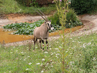 Retrato de un Orix del Cabo, al lado de una palmera, animal grande de cuatro patas con cuernos y manchas negras en su pelaje, en el zoo de Cabárceno de Cantabria en España, verano de 2020