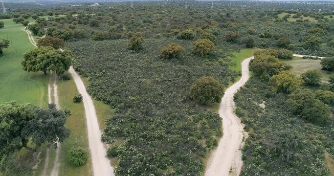 Aerial video with drone of a field of sticky rockrose (Cistus ladanife