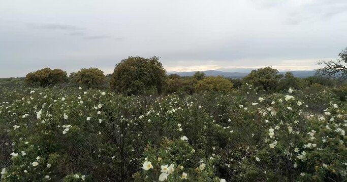 Aerial video with drone of a field of sticky rockrose (Cistus ladanife