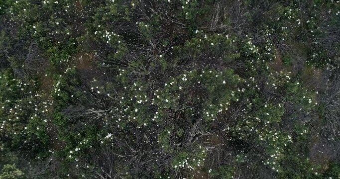 Aerial video with drone of a field of sticky rockrose (Cistus ladanife