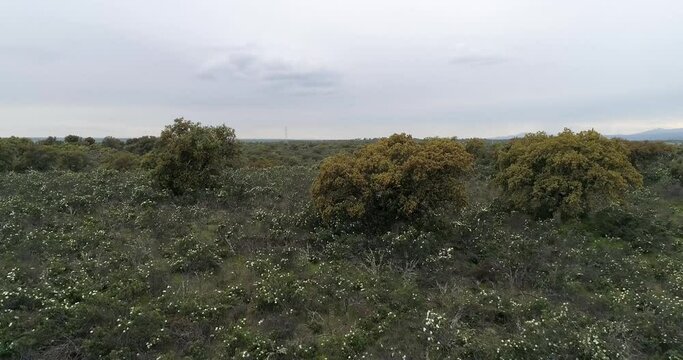 Aerial video with drone of a field of sticky rockrose (Cistus ladanife