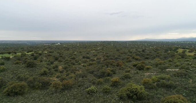 Aerial video with drone of a field of sticky rockrose (Cistus ladanife