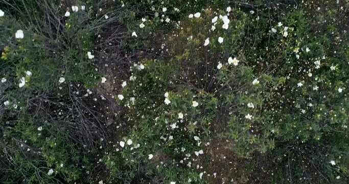 Aerial video with drone of a field of sticky rockrose (Cistus ladanife