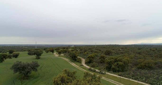 Aerial video with drone of a field of sticky rockrose (Cistus ladanife