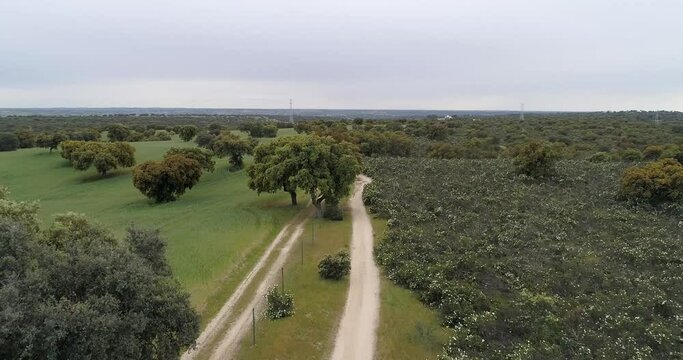 Aerial video with drone of a field of sticky rockrose (Cistus ladanife
