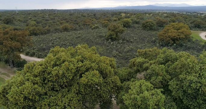 Aerial video with drone of a field of sticky rockrose (Cistus ladanife
