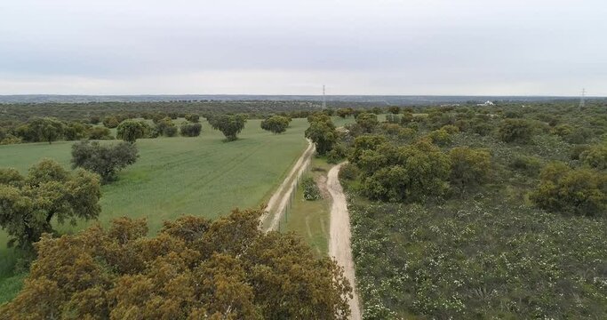 Aerial video with drone of a field of sticky rockrose (Cistus ladanife