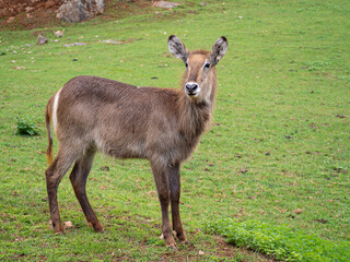 Retrato de un ciervo, animal grande de cuatro patas con orejas levantadas y pelaje marrón en un campo verde de Cantabria en España, verano de 2020