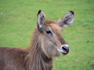 Retrato de un ciervo, animal grande de cuatro patas con orejas levantadas y pelaje marrón en un campo verde de Cantabria en España, verano de 2020