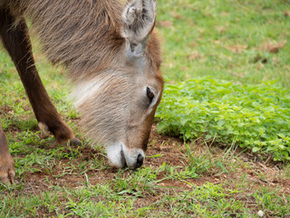 Retrato de la cabeza de un ciervo, comiendo hierba verde en libertad en un campo de Cantabria en España, verano de 2020