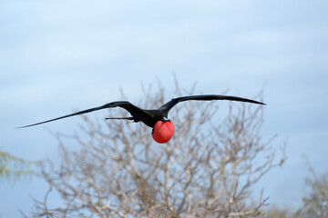 Magnificent Frigatebird (Fregata magnificens) male in flight with scarlet throat pouch inflated, North Seymour Island, Galapagos Islands, Ecuador