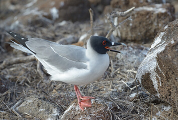 Swallow-tailed Gull (Creagrus furcatus) squawking, North Seymour Island, Galapagos Islands, Ecuador
