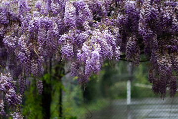 Purple wisteria plant blooming in the gardern