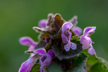 Lamium purpureum wild pink flowering purple dead-nettle flowers