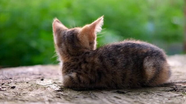 A little striped grey and red tabby kitten small cat lies with his back outdoor on a green natural sunlit background. High quality 4k footage