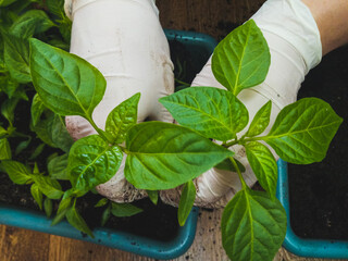 Two gloved hands plant pepper seedlings in a container