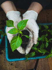 Two gloved hands hold pepper seedlings