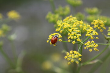 Red ladybug on yellow flower