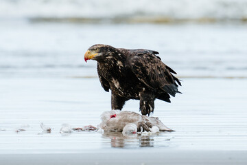Closeup view of a bald eagle with a sea gull on the beach