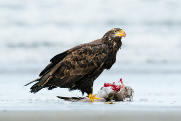 Closeup view of a bald eagle eating a sea gull on the beach