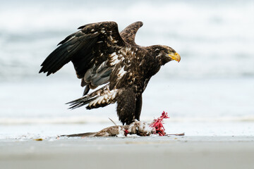 A young bald eagle taking flight from the beach with a sea gull