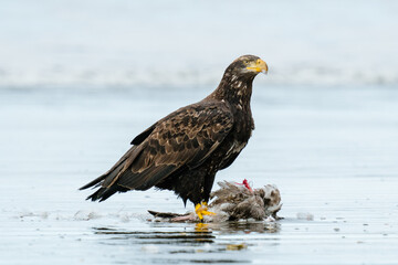 Closeup view of a bald eagle standing on an ocean beach with a gull